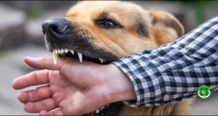 Indian Man Gets Justice in the U.S. 15 Years After Dog Bite Incident