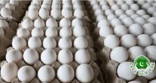 Pakistan’s Egg Industry Makes History, Exports Eggs to the USA for the First Time
