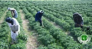 Punjab Government Announces Good News for Farmers